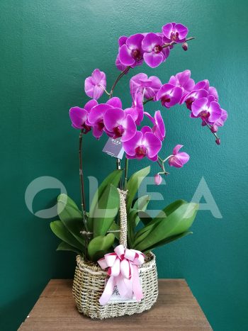 Orchid Flower arrangement in KL/PJ