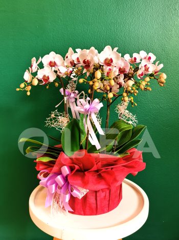 Orchid Flower arrangement in KL/PJ
